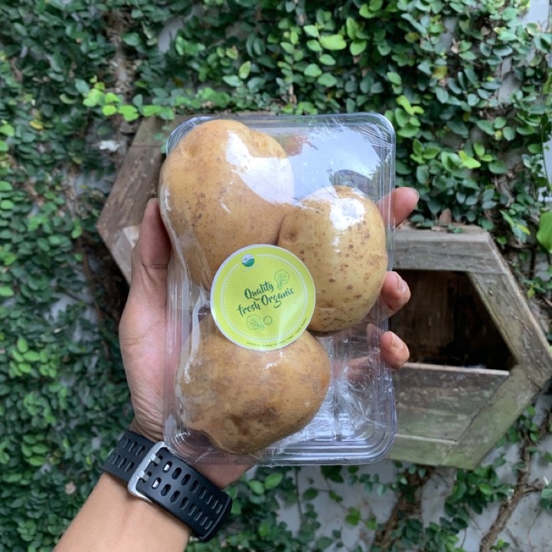 

Kentang organik