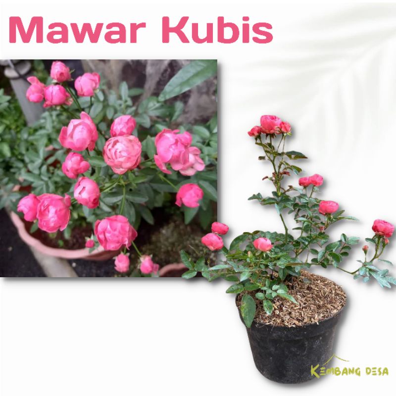 bibit mawar kubis pink berbunga tanaman mawar hidup