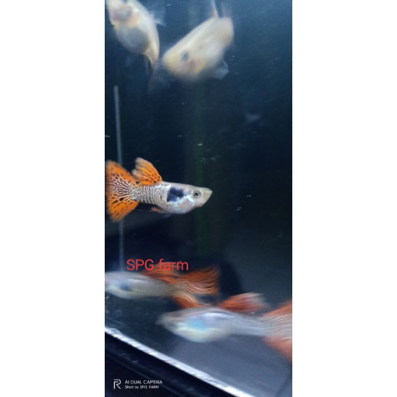 

ikan Guppy galaxy red medusa/pasang(kualitas)