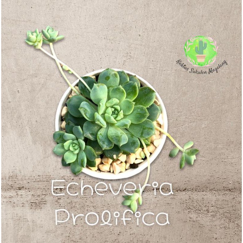 Sukulen Echeveria Prolifica Mutasi