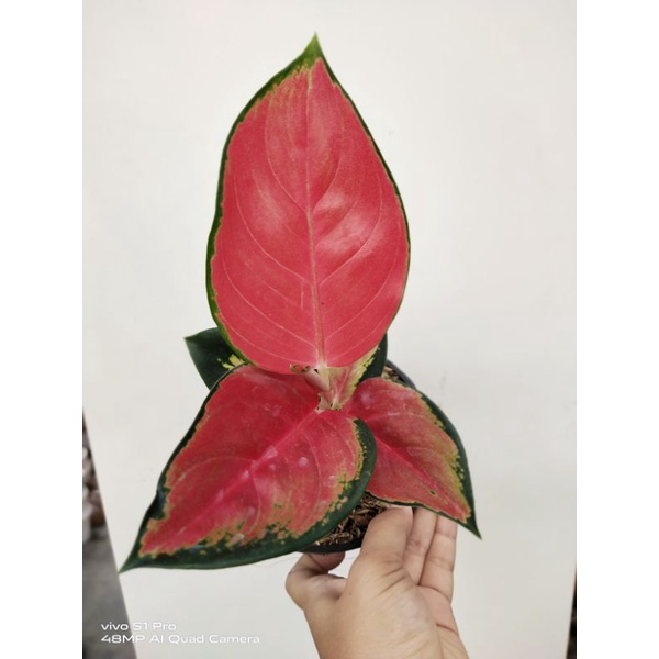 Aglonema suksom import thailand daun 5-6 jaipong masih balita