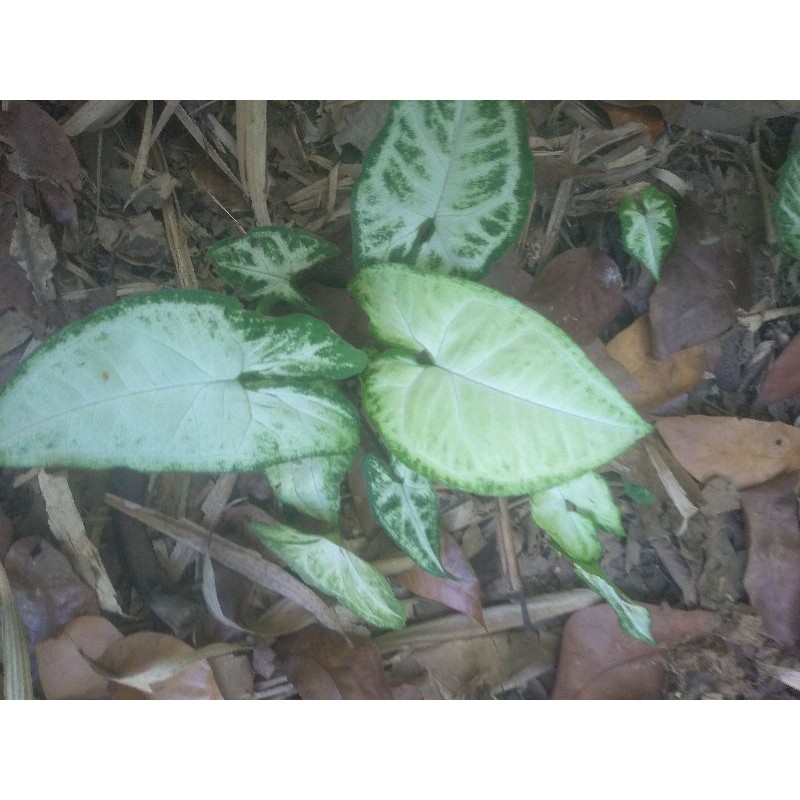 tanaman hias caladium/talas mini