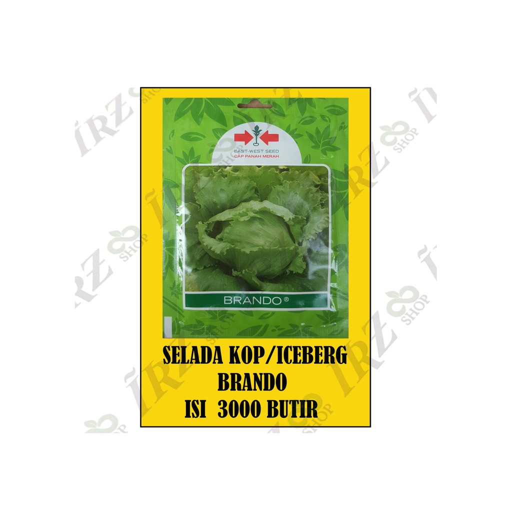 Benih Selada Iceberg Brando 3000 butiir Diskon