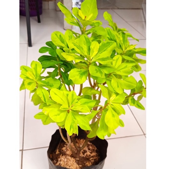 Tanaman Gingseng Korea Gold | Pohon Gingseng Korea Gold