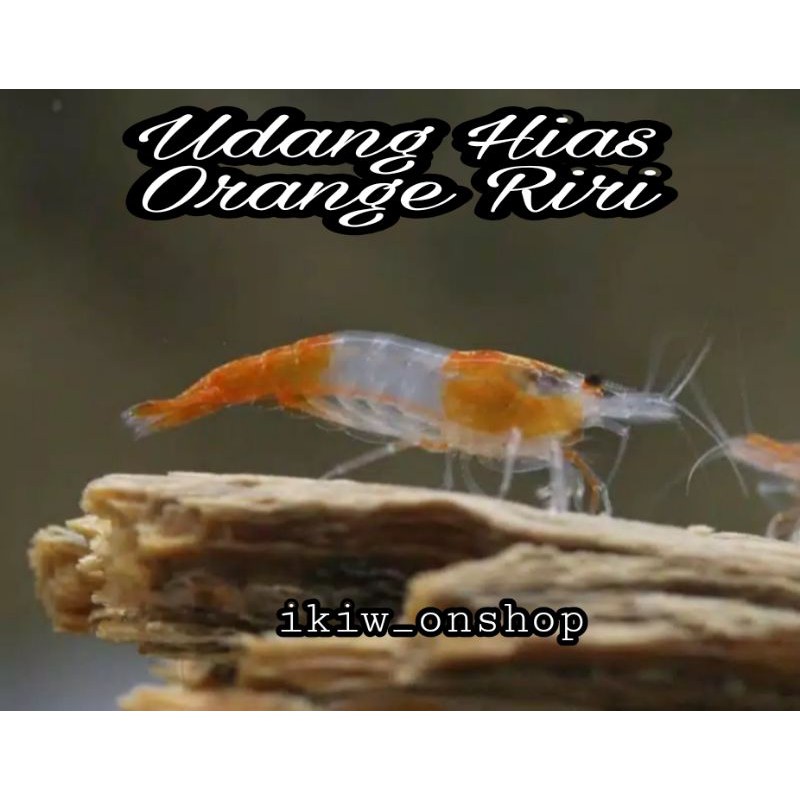 

udang hias orange rili