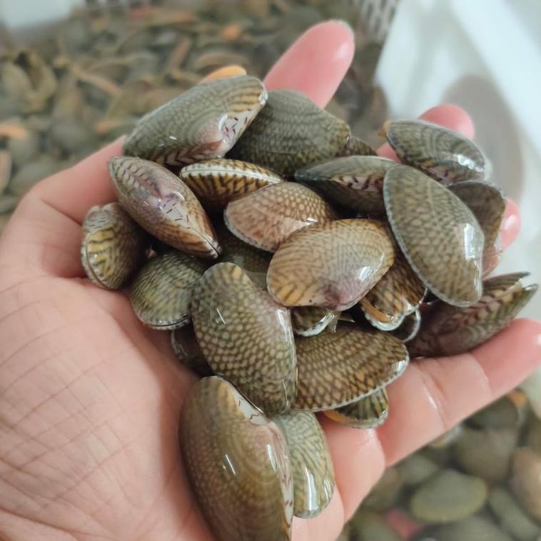 

Serba Murah || ZGFFV kerang batik / kijing batik fres hidup 100% halal //Best Produk