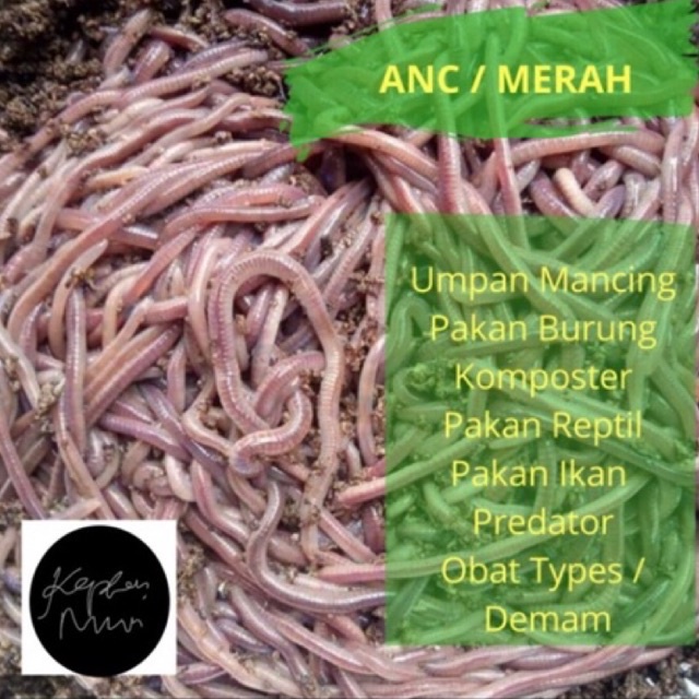 1 KG cacing ANC cacing tanah cacing merah