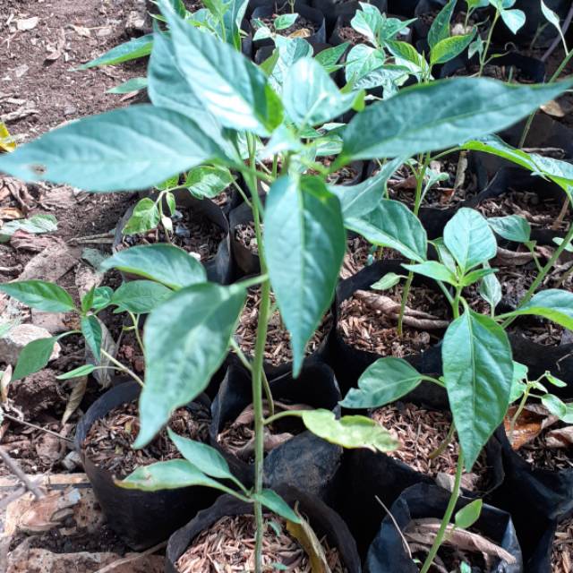 Pohon cabai merah kriting