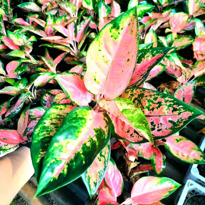 AGLONEMA KOCHIN PARAMUAI/ KOCHIN MURAH