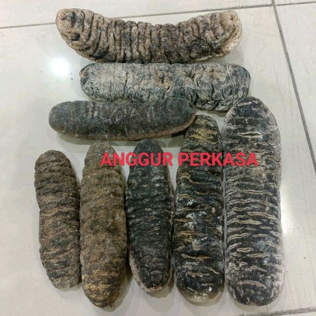 TERIPANG KUNYIT / HAISOM