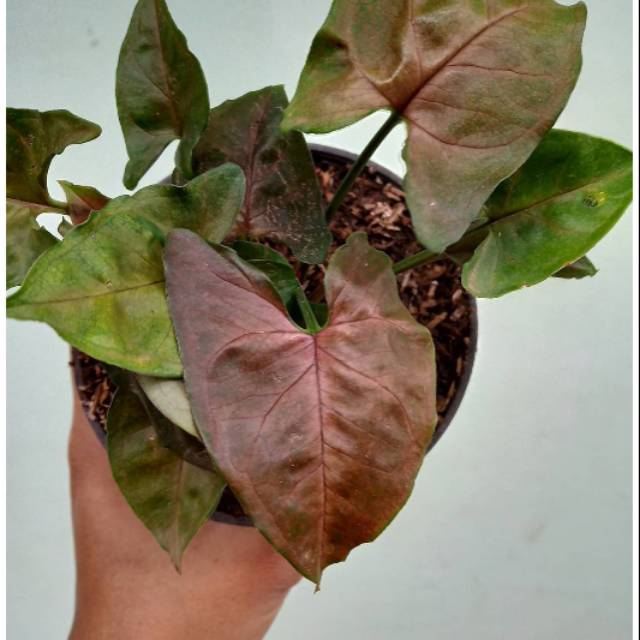 Tanaman hias syngonium maria / syngonium maria / tanaman hias syngonium mini / syngonium