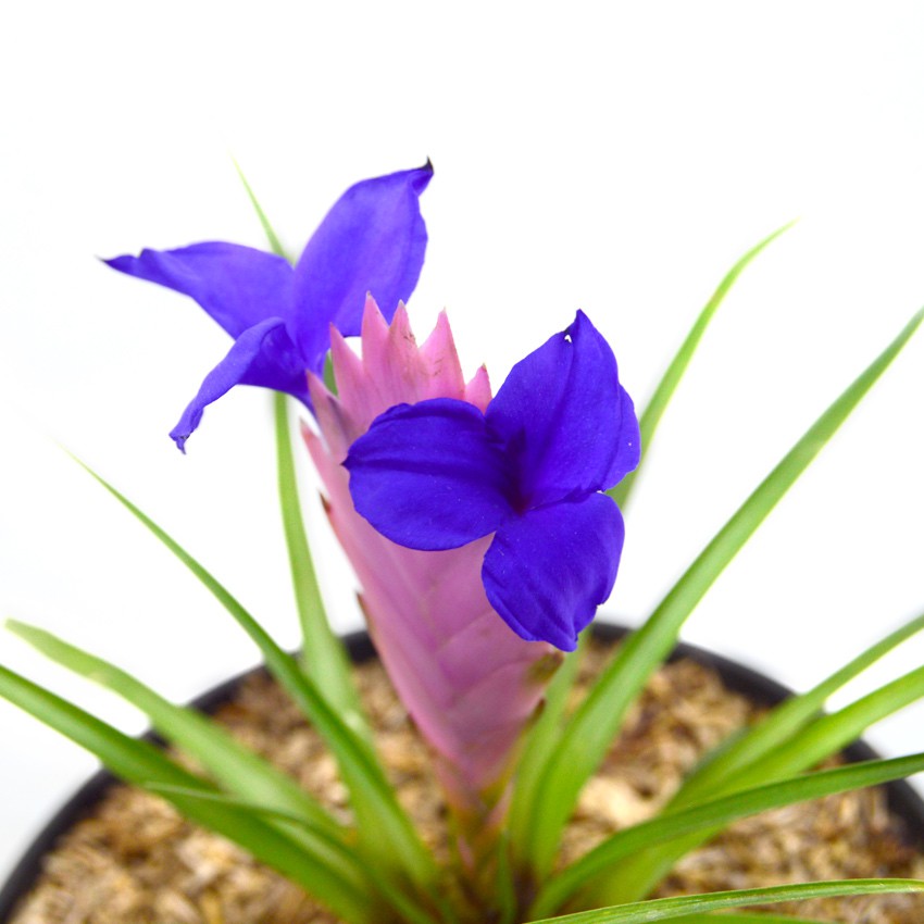 Tanaman Tillandsia Cyanea