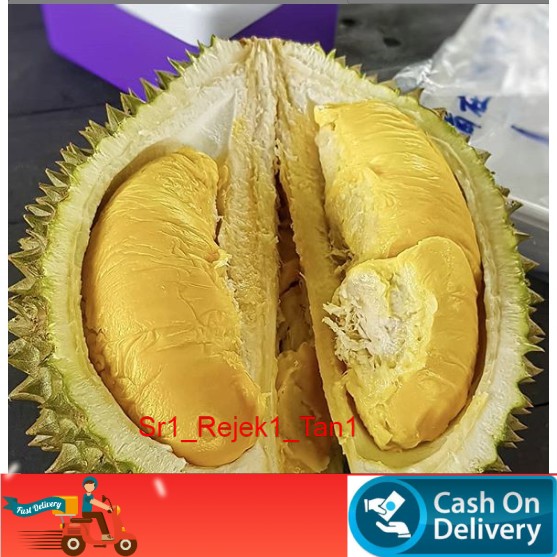 bibit durian montong kaki 3 cepat berbuah