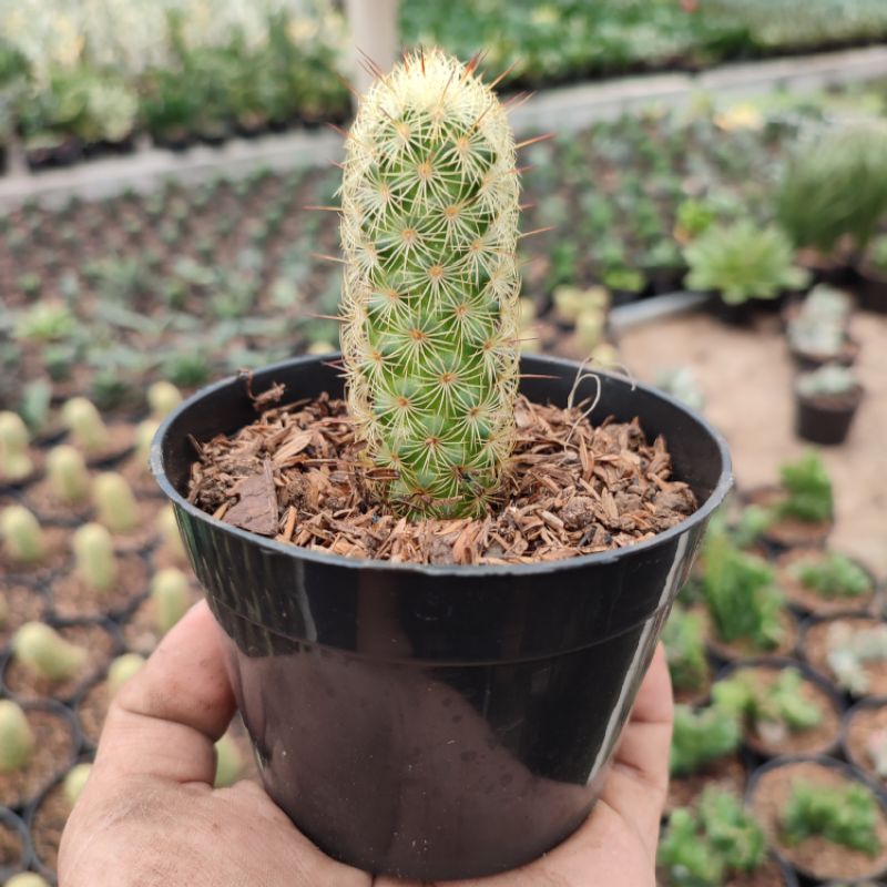 Mammillaria Elongata Single | Kaktus | D 10cm