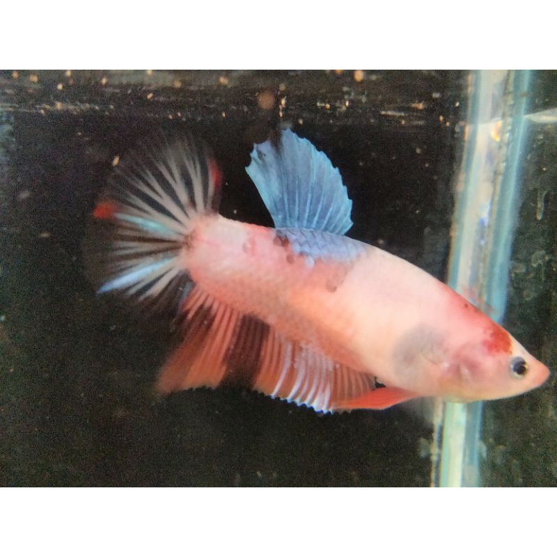 (02) Ikan Cupang Giant Multicolor Female indukan BO.5cm real pict