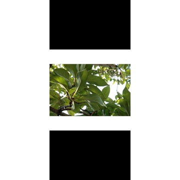 

DAUN ALPUKAT LANGSUNG DARI POHON NYA SEGAR ALAMI BERHASIAT.