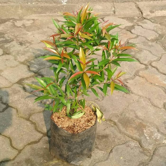 Jual TANAMAN PUCUK MERAH SIAP RIMBUN | Shopee Indonesia