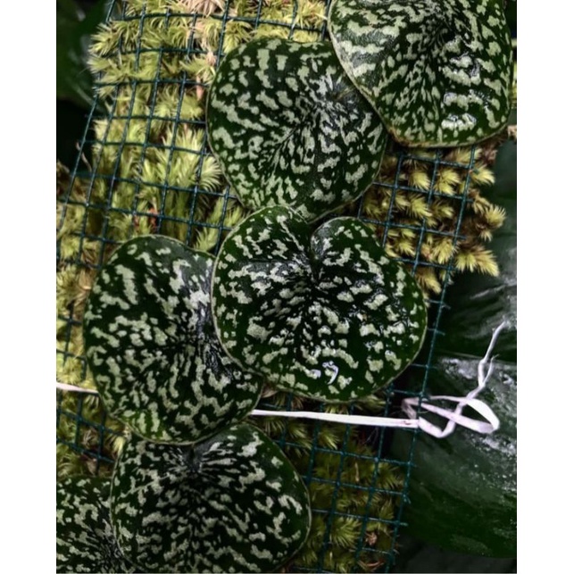 scindapsus dark snake scale kapuas