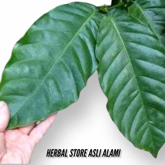 Herbal diabetes daun kopi segar 100 lbr