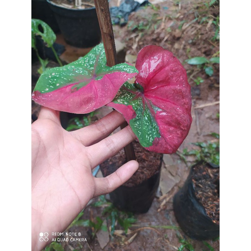 TANAMAN HIAS KELADI BARET MERAH | KELADI BARET MERAH TANAMAN CLADIUM