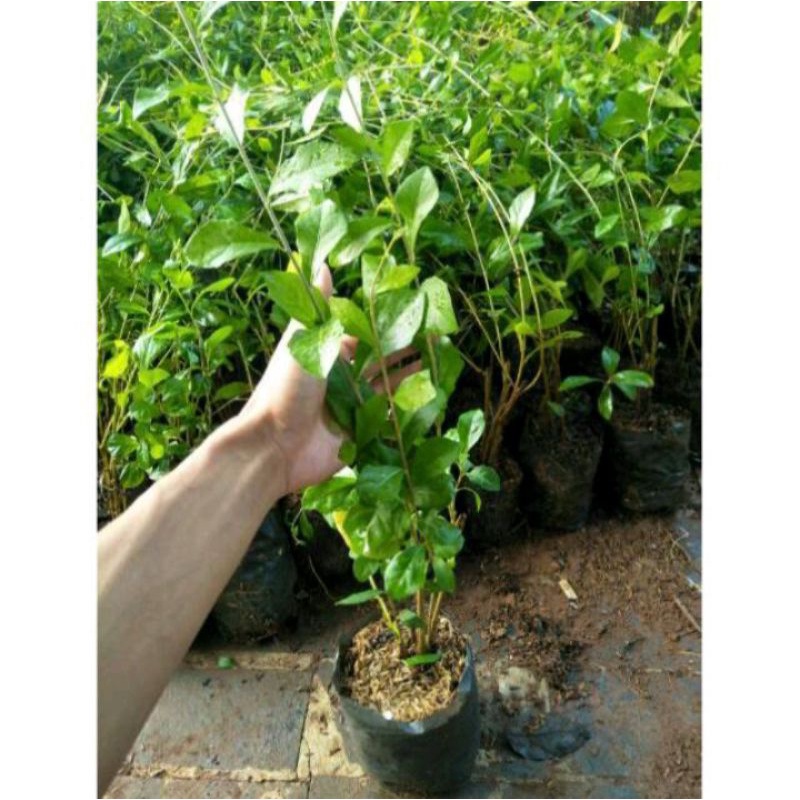 Tanaman hias hidup Lee Kwan yu - tanaman hias menjalar Lee Kwan yu