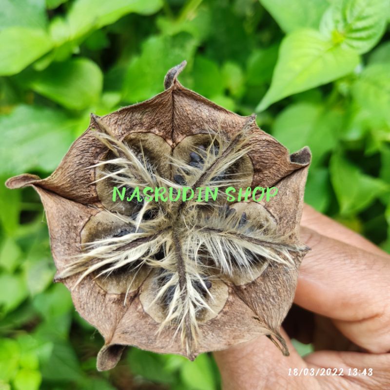 

[Fresh] BIBIT BIJI KAPAS HANTU 50 BIJI / BIBIT BIJI DAUN KAPAS HANTU / ABROMA AUGUSTA / Ki Kecangkir