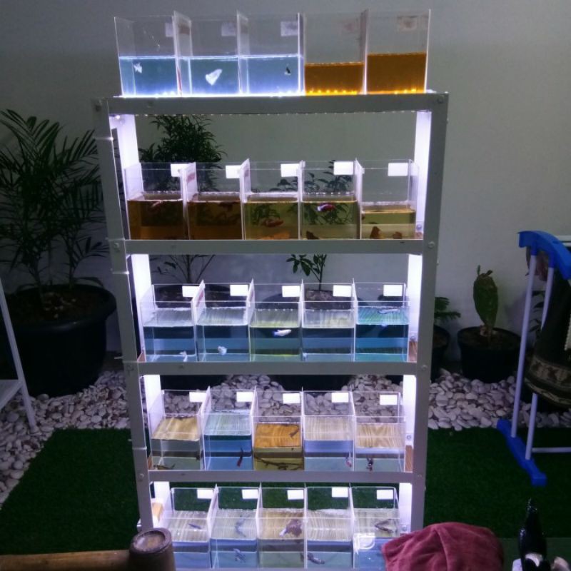 Rak cupang set dengan LED