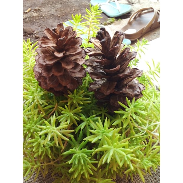 PINE CONE MAINAN GIGIT HAMSTER DAN BAHAN HIASAN MAHAR SESERAHAN RUSTIC FEFARM