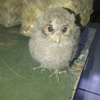 540 Bayi Burung Hantu Celepuk HD Terbaru