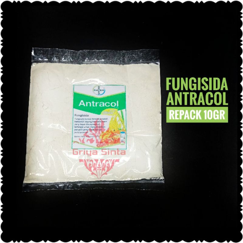 Fungisida Kontak Antracol Obat Jamur pada tanaman