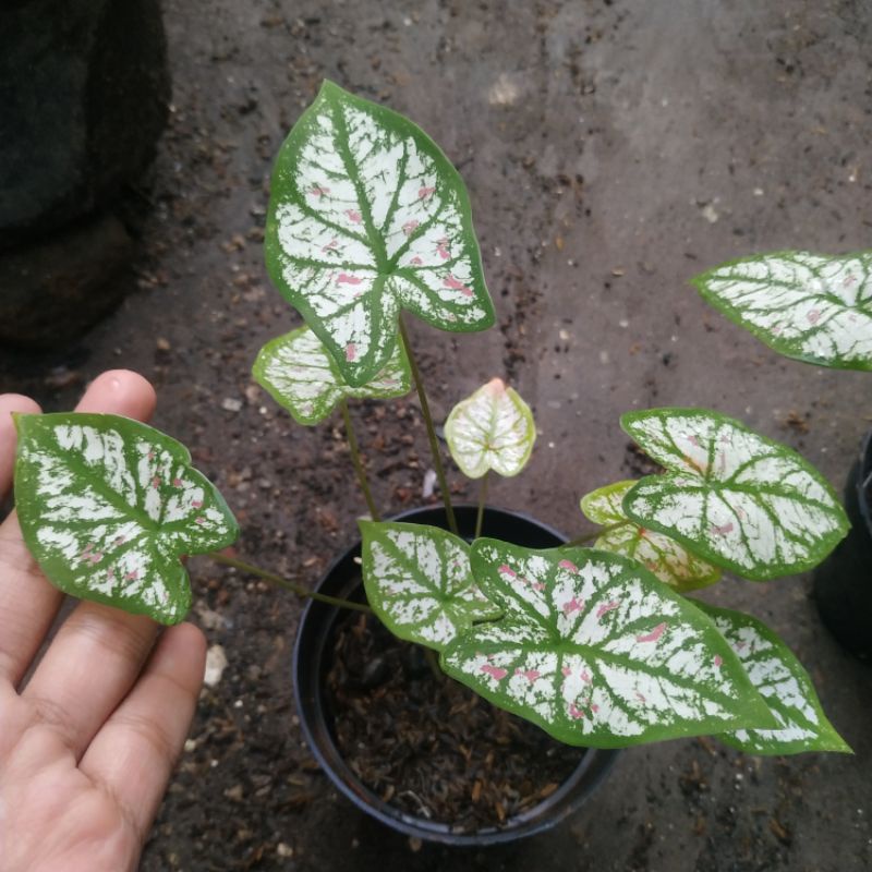 1 Caladium Strawberry Star, 2 Caladium Invinity, 1 Caladium White Queen, & 2 Lukisan Cinta