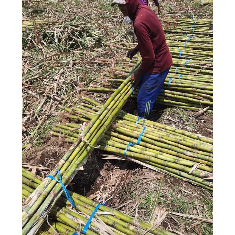 Bibit tebu ijo Kediri 862