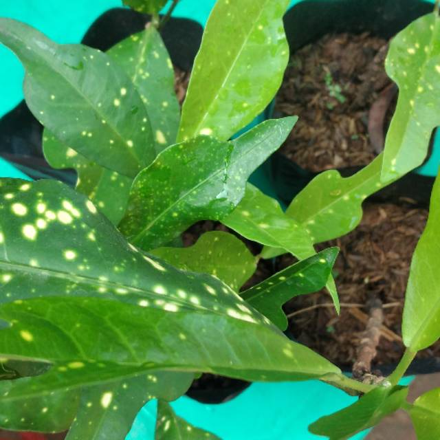 Pohon puring wayang macan