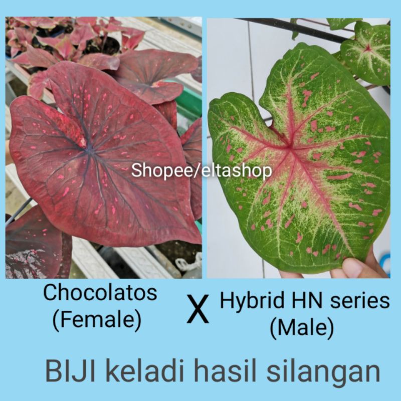 Biji Keladi Hias Hibrid hasil silangan Chocolatos dan HN series - Benih Caladium