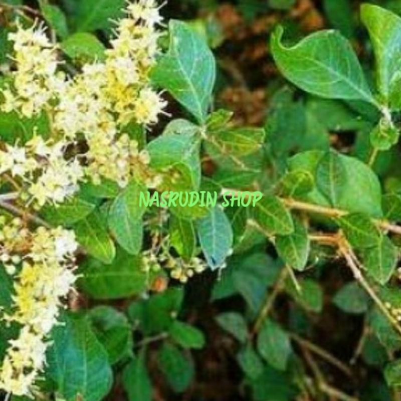 

[Fresh] DAUN HENNA SEGAR / DAUN PACAR ARAB LANGSUNG PETIK / DAUN HENA / DAUN PACAR KUKU