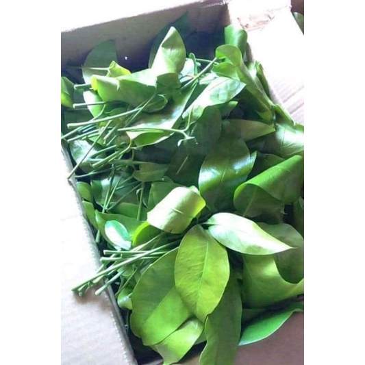 

daun melinjo segar 250 gr pucuk melinjo muda segar