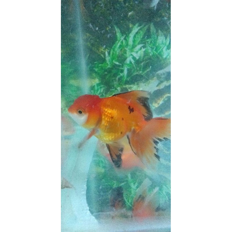 Mas koki oranda jambul murah