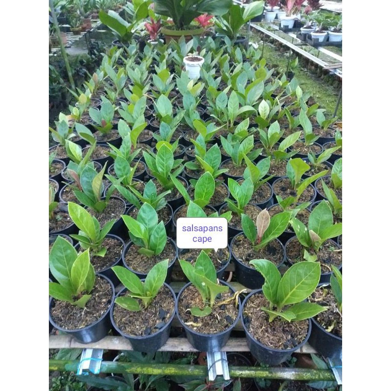 ANTHURIUM JEMANI COBRA TANAMAN HIAS JEMANI COBRA