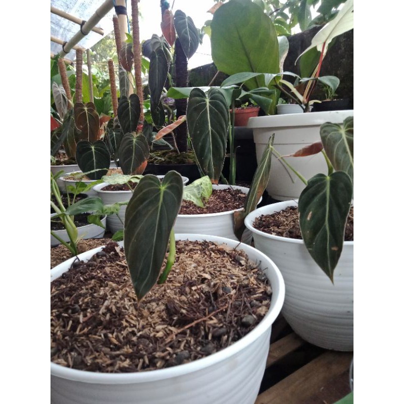 philodendron melanochrysum