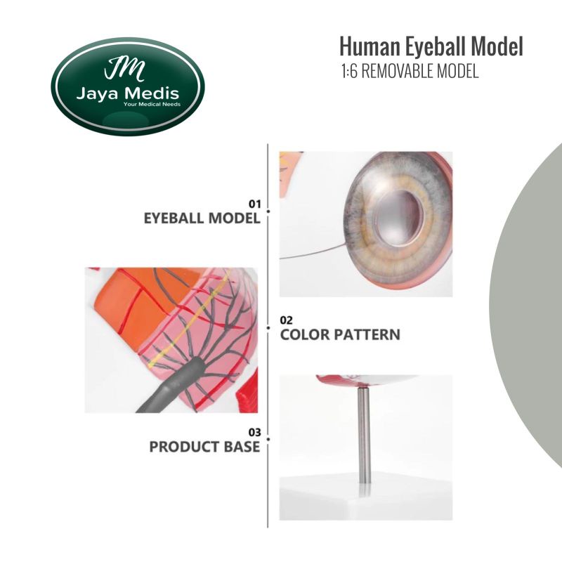 Alat Peraga Model Bola Mata Yang Dapat Dilepas 1:6