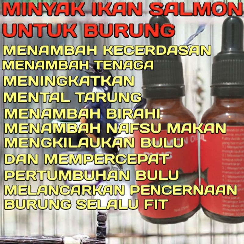 Salmon Oil Plus Asli Murni Minyak Ikan Vitamin Otak Dan Bulu Untuk Burung Murai Batu Kacer Cucak Ijo