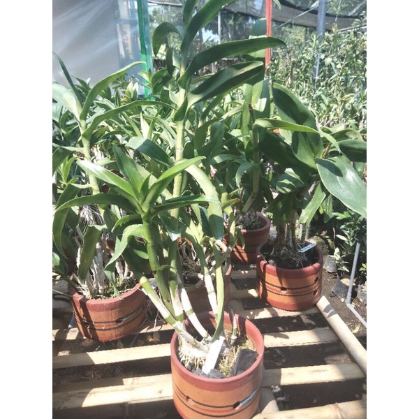 anggrek dendro dewasa