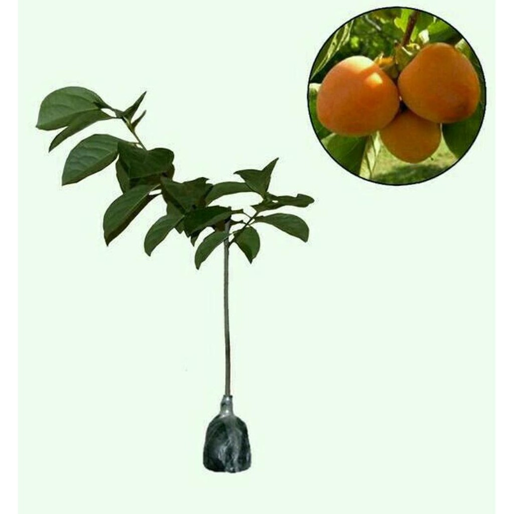 Cod Bibit Buah Kesemek Kw Import