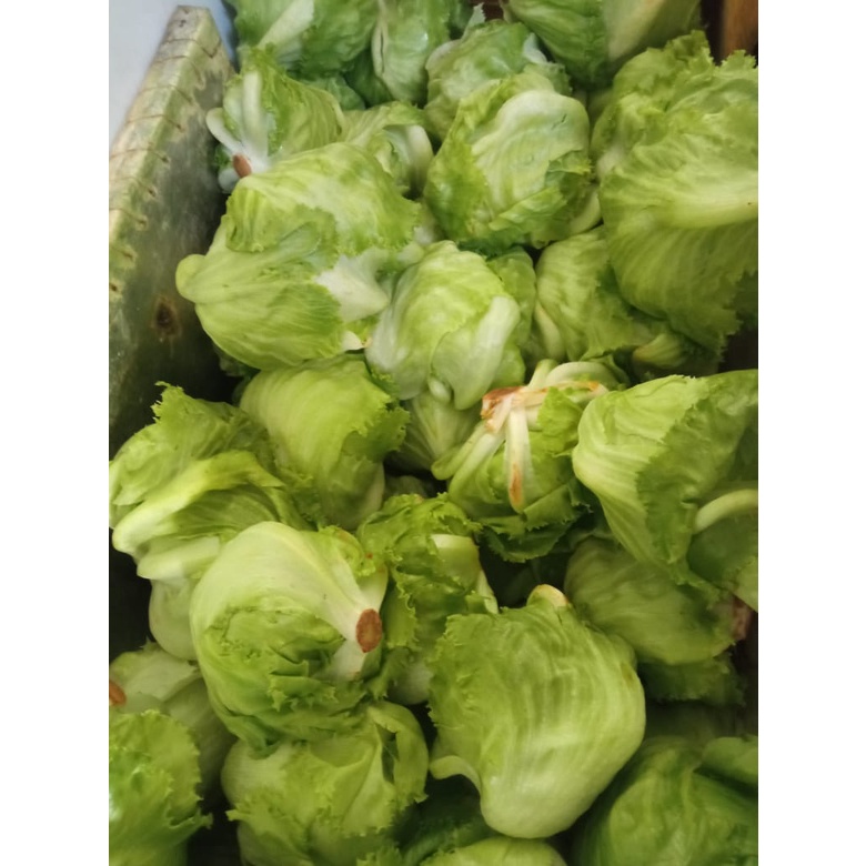 Jual HEAD LETTUCE ORGANIK / SELADA HEAD LETTUCE COCOK UNTUK KEBAB ATAU