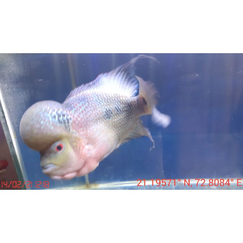 ikan lohan