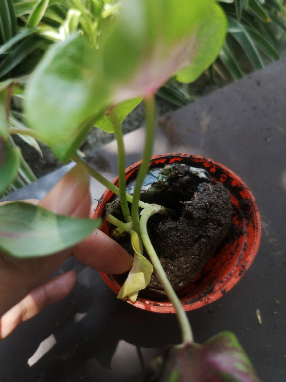 Caladium Whorton,bibit Caladium ,keladi Hias