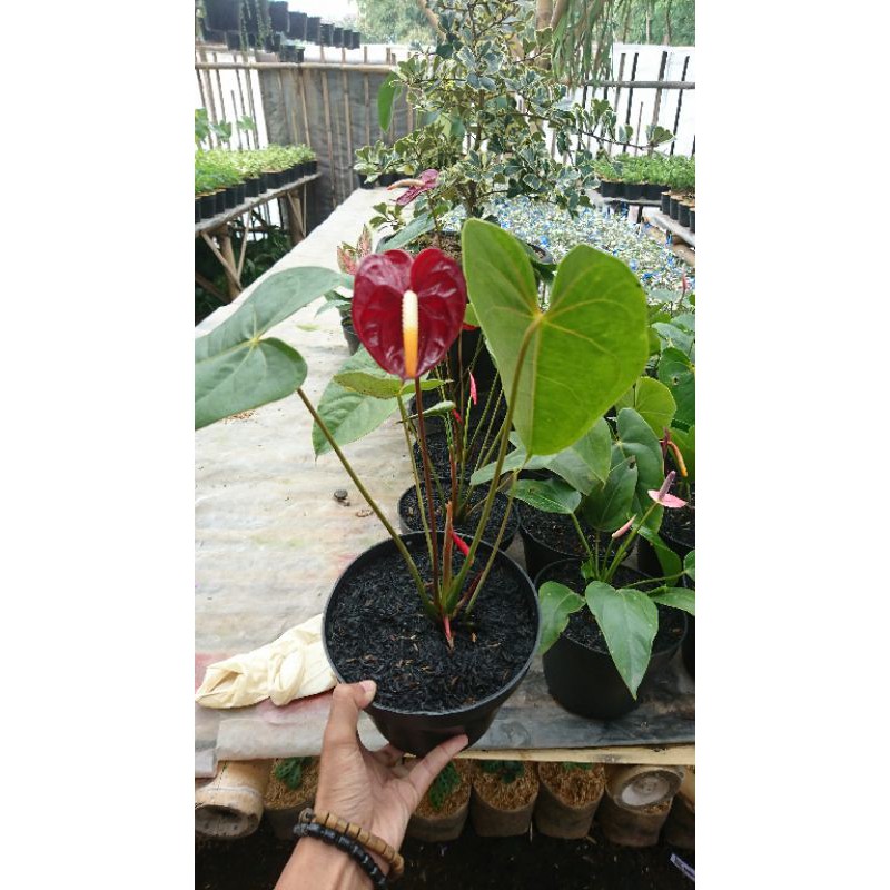 tanaman anturium mickey mouse tanaman hias anturium mickey mouse