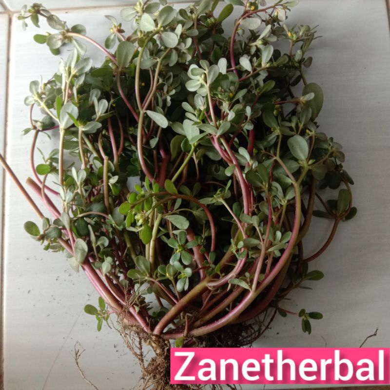 

Daun krokot segar langsung petik per 250 gram-az