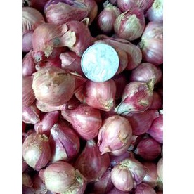 

BAWANG MERAH TANGGUNG LOKAL 1KG