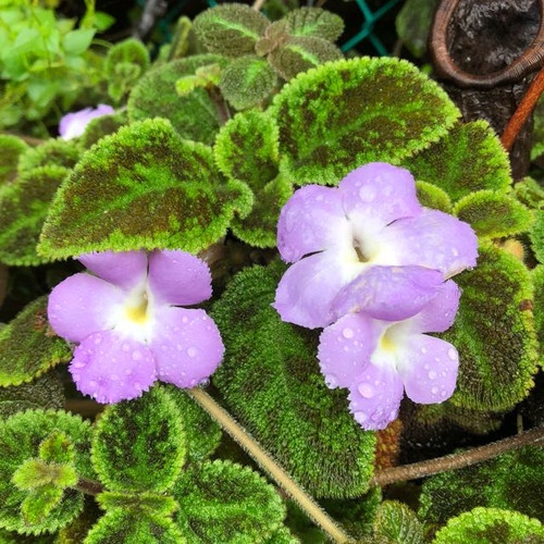 Bunga Episcia Emerald Velvet Tanaman Hias Bunga Episcia Import Bunga Murah